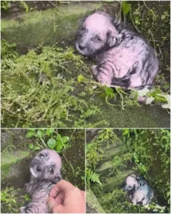 “The flood came like a wall of fury—but a mother's love held strong.”🌊🐶
Before dawn, 22 tiny puppies clung to a raft made of broken doors, tossed into the raging waters of Amarpur, India. Alone, cold, and terrified, they were moments from disaster—yet instinct, courage, and the fierce love of their mother kept them afloat. Rescue teams battled the surging currents, and one by one, the pups were lifted to safety. Hours later, the mother dog was found nearby, reunited with her litter, her devotion unwavering.
From tragedy to triumph, this story reminds us that survival isn't always about strength—it's about love, trust, and never letting go of each other when the storm hits the hardest. Featured image