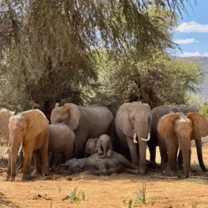 Shade and Siblings: A Perfect Family Portrait of the Flowers Herd Featured image