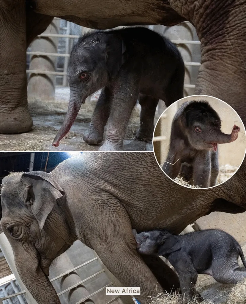 The Texas zoo said 34-year-old Asian elephant Shanti gave birth to 314-pound Kirby on November 15 at 3 p.m. CST. Shanti had been in labor for 19 hours and gave birth in the McNair Asian Elephant Habitat cow barn under the supervision of keepers and veterinary staff members. Endangered Asian elephant calf ‘Kirby’ born at Houston Zoo Endangered Asian elephant baby born at Houston Zoo Scroll back up to restore default view. An endangered Asian elephant calf was born last week at the Houston Zoo. The Texas zoo said 34-year-old Asian elephant Shanti gave birth to 314-pound Kirby on November 15 at 3 p.m. CST. Shanti had been in labor for 19 hours and gave birth in the McNair Asian Elephant Habitat cow barn under the supervision of keepers and veterinary staff members. Remarkably, just six minutes after her birth, Kirby was standing. After less than a half hour, she started to walk and within an hour and a half of her birth, she was nursing from Shanti. “Shanti and Kirby underwent post-natal exams and will spend several days bonding behind the scenes before they are ready to make their public debut,” the zoo said. During the bonding period, the zoo’s elephant team will watch Kirby’s weight and see how she communicates with Shanti. Kirby the Asian elephant is a little wobbly on her feet. The 314-pound calf was standing just six minutes after her birth (Houston Zoo) Kirby the Asian elephant is a little wobbly on her feet. The 314-pound calf was standing just six minutes after her birth (Houston Zoo) Shanti had been pregnant for 21 months. Pachyderms, like elephants, rhinoceroses, and hippopotamuses, have one of the longest pregnancies of any land mammal. Earlier this year, the zoo welcomed Chuck: a 9,500-pound Asian elephant from the Denver Zoo. Asian elephants — known as Elephas maximus, which translates from Latin as “greatest elephant” — are an endangered species, according to the IUCN Red List of Threatened Species. They typically live into their fifties, according to the Smithsonian’s National Zoo and Conservation Biology Institute, and weigh between 6,000 and 12,000 pounds. The largest members of the herbivorous species are 12 feet tall. Populations have declined by at least 50 percent in the last three generations to just 15 percent of its historic range. Kirby the Asian elephant stands next to her mother Shanti. Shanti spent 19 hours in labor (Houston Zoo) Kirby the Asian elephant stands next to her mother Shanti. Shanti spent 19 hours in labor (Houston Zoo) Sadly, while an estimated 100,000 Asian elephants existed at the beginning of the 20th century, there are fewer than 50,000 Asian elephants left today. While they once roamed freely across Asia, the forest animals’ populations have been fragmented. More than half of wild Asian elephants are found in India. Numbers have dwindled in other areas, like Vietnam, Cambodia, and China, according to the International Fund for Animal Welfare. The largest living land animal in Asia, the elephants are also threatened by poaching, animal trafficking, deadly endotheliotropic herpesvirus, and human-elephant conflict. The World Wildlife Fund notes that they are even more endangered than their African cousins. “That’s because the biggest threat to their survival isn’t poaching but habitat loss. As urbanization, industrial development, and agricultural expansion increase in countries like India and Indonesia, Asian elephants’ habitats are shrinking rapidly, leading to increasingly isolated populations and a rising number of deadly human-elephant conflicts,” it said.