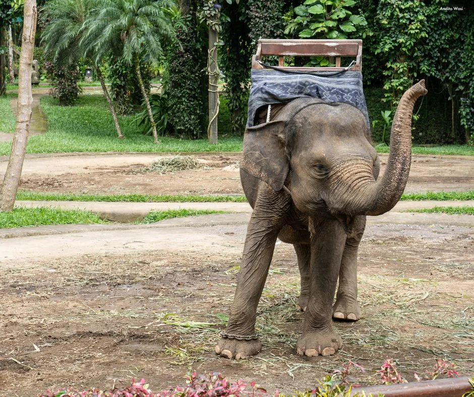 Indonesia bans elephant riding in landmark welfare move
